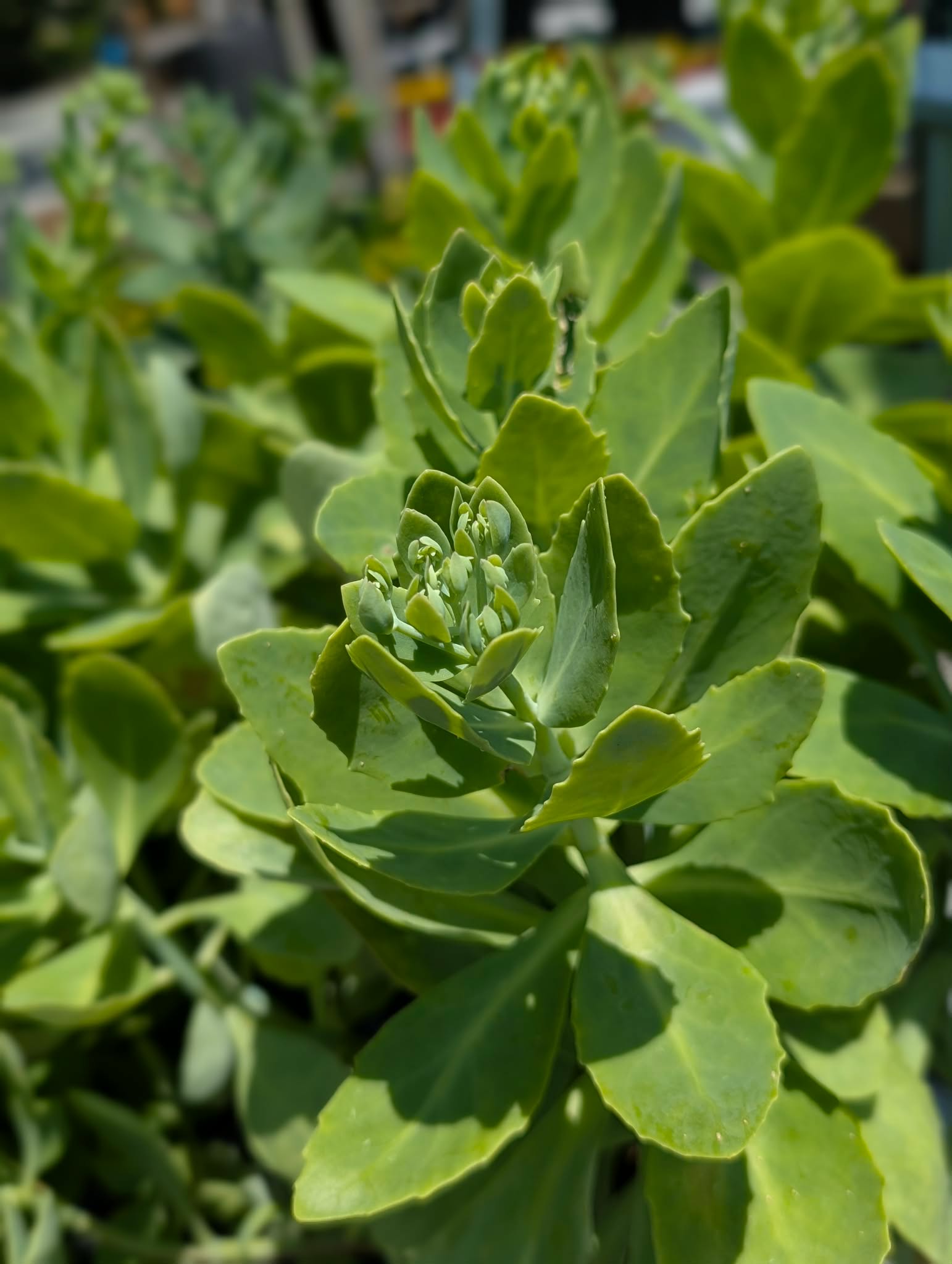 Plants and seasonal selections at Bella Terra Garden Center
