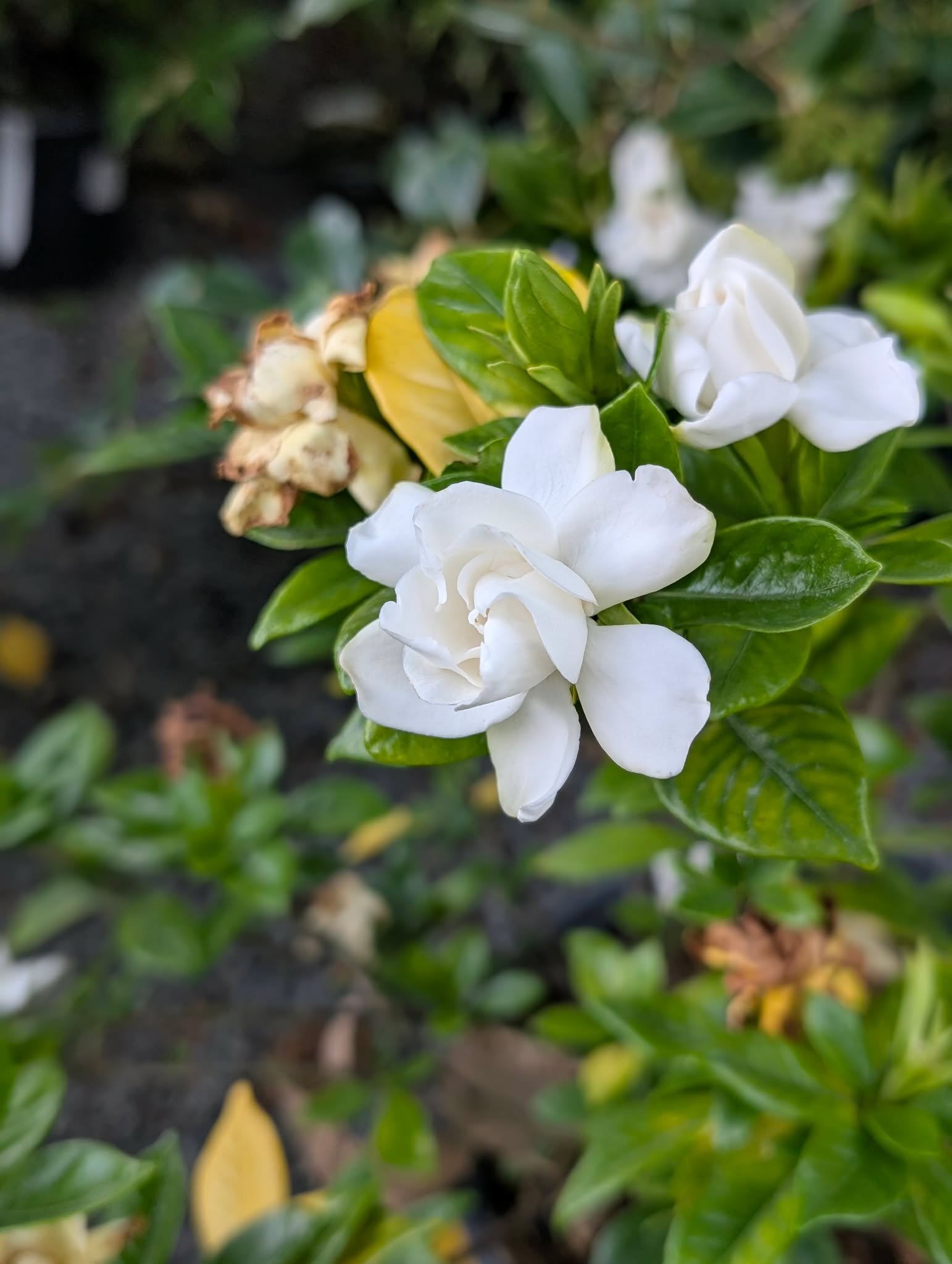 Native plants suited for Coastal Delaware landscapes