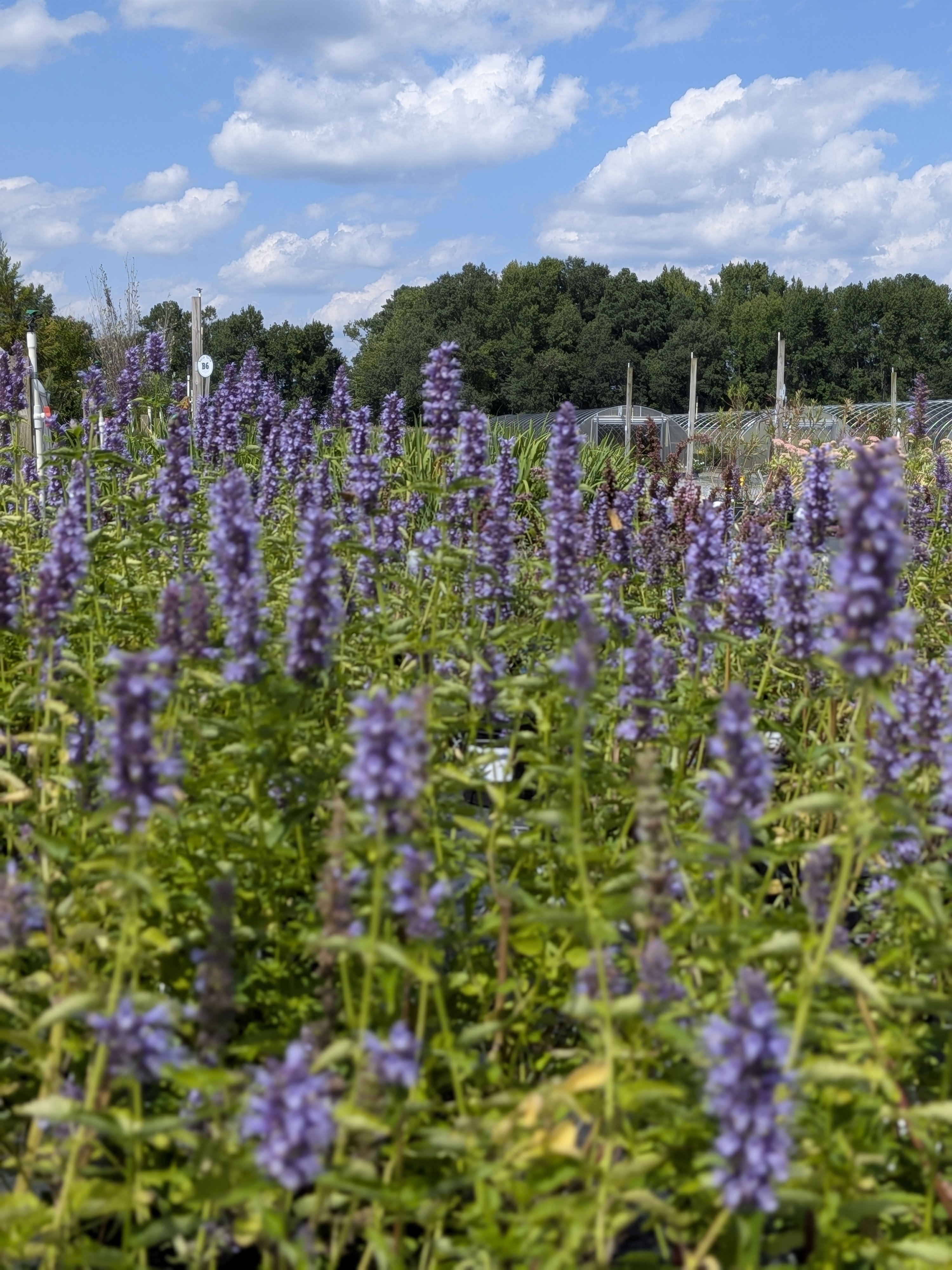 Landscape plants for Coastal Delaware at Bella Terra Garden Center