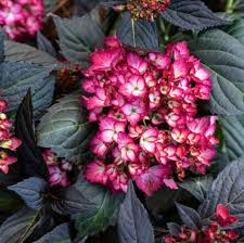 Eclipse Hydrangea