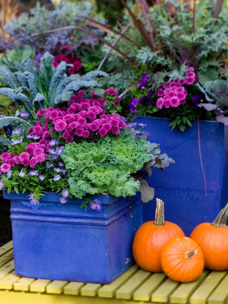 Blue containers with colorful fall plants and pumpkins