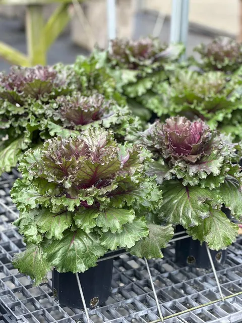 1-gallon Ornamental Cabbage - Crystal Red