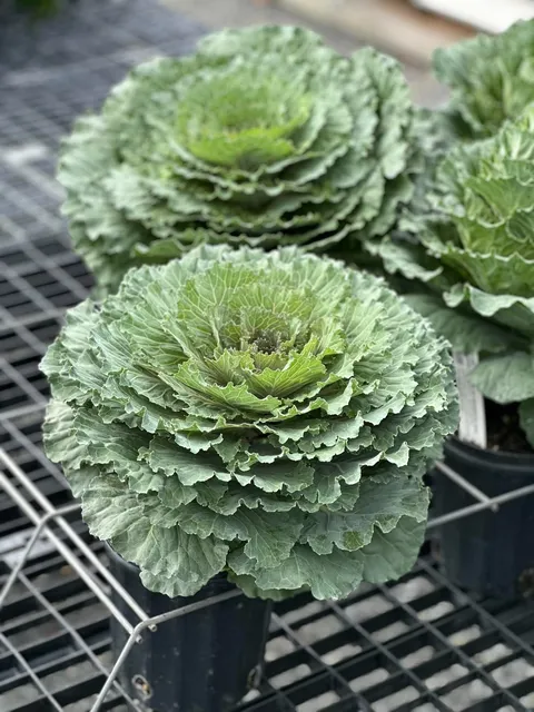 1-gallon Ornamental Cabbage - Song Bird