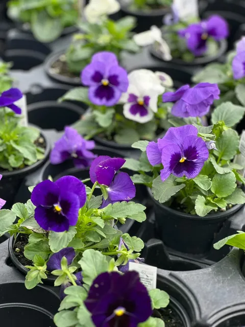 Purple pansies with pale centers