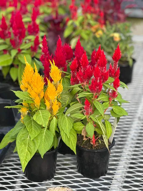 4.5-inch Celosia - First Flame Mix