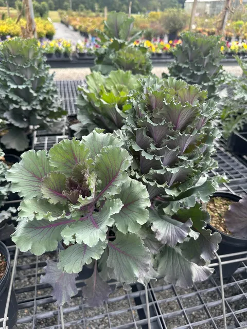 Ornamental cabbage with textured purple and green leaves