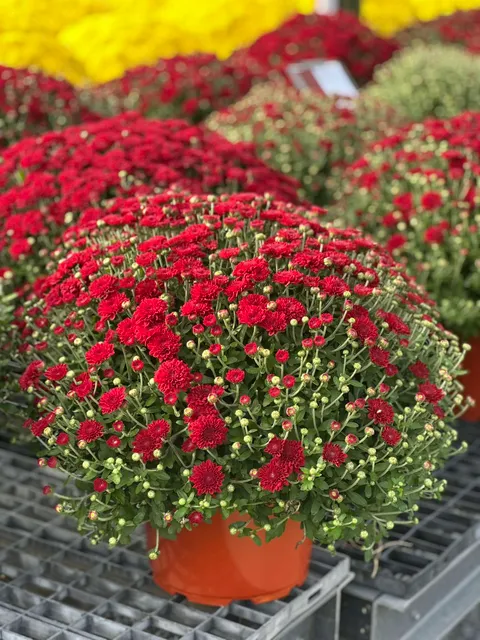 Red chrysanthemums in nursery pots
