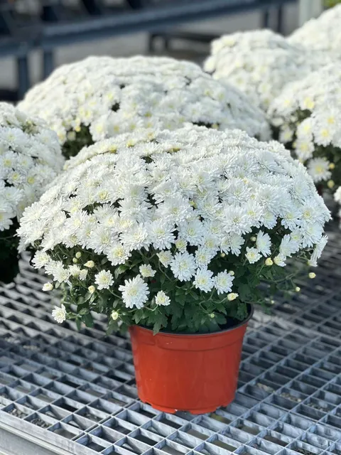 White chrysanthemums in nursery pots
