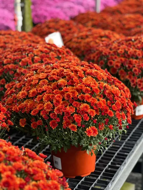 Orange chrysanthemums at Bella Terra