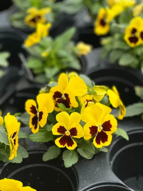 Yellow pansies with dark red centers for color inspiration
