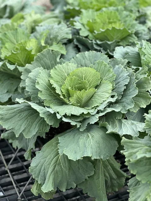 Broad-leaf ornamental cabbage with green centers