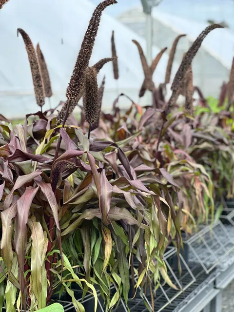 1-gallon Ornamental Millet - Copper Prince