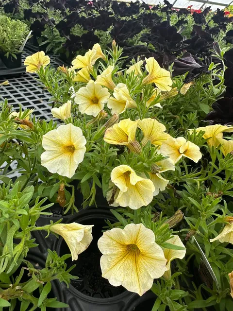 4.5-inch Fall Petunia - Yellow