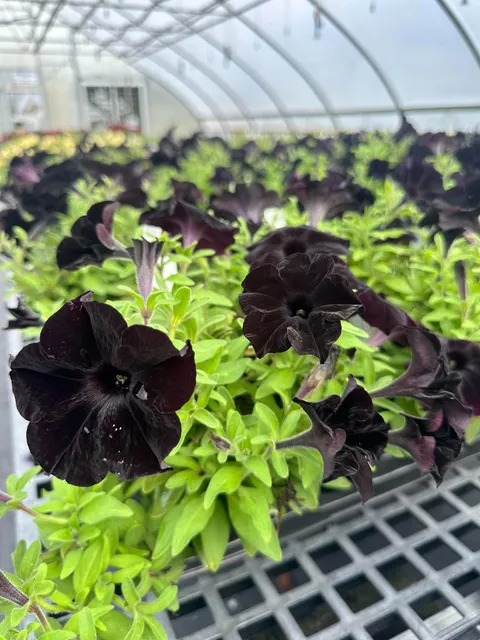 4.5-inch Fall Petunia - Burgundy