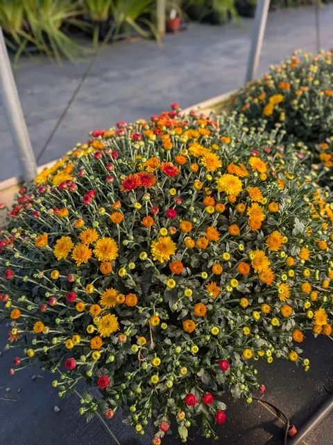 14-inch Tri-Color Chrysanthemum