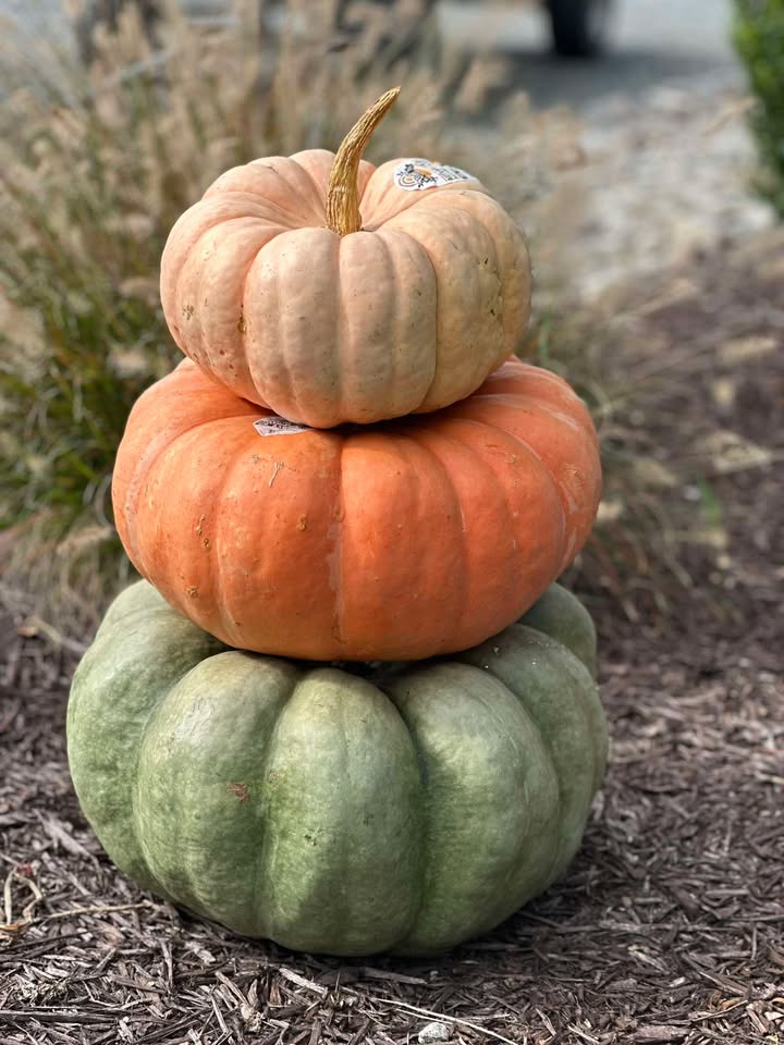 Stacked pumpkins in orange, cream and green