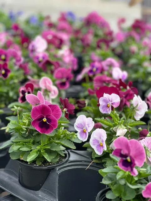 Pink and white pansy blooms