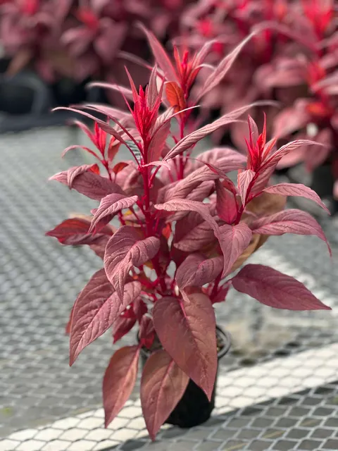 4.5-inch Celosia - Lizzard Leaf