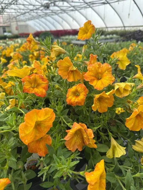 4.5-inch Fall Petunia - Orange
