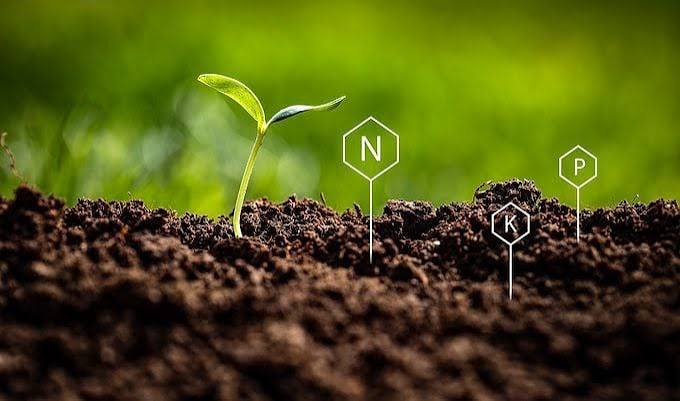 Young green plant growing in soil with nitrogen, phosphorus and potassium symbols